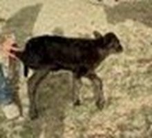 JH Rural Safari Son x RR Red Clover 2024 bull