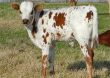 Cowboy Chex x Barbies Caliber bull calf 11 30 16