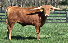 Famous 5 Steer