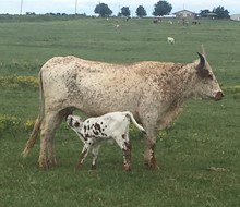 Tempting Rose Bull calf